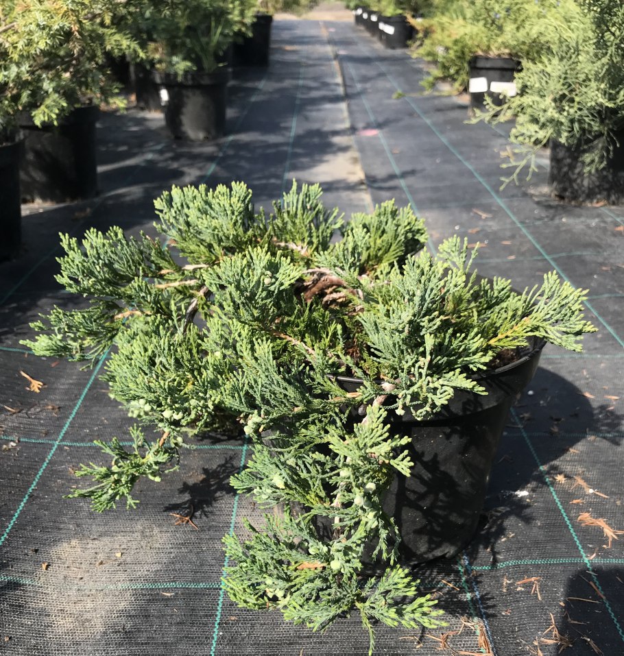 Можжевельник горизонтальный Emerald Spreader