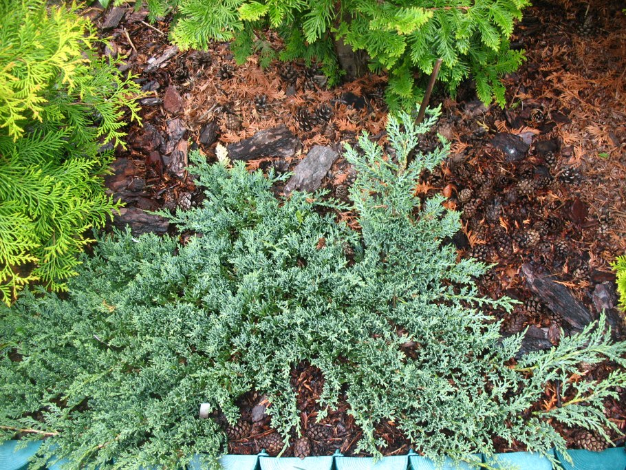 Почвопокровные многолетники можжевельник