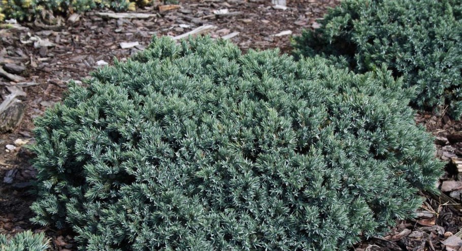 Можжевельник Айси Блю