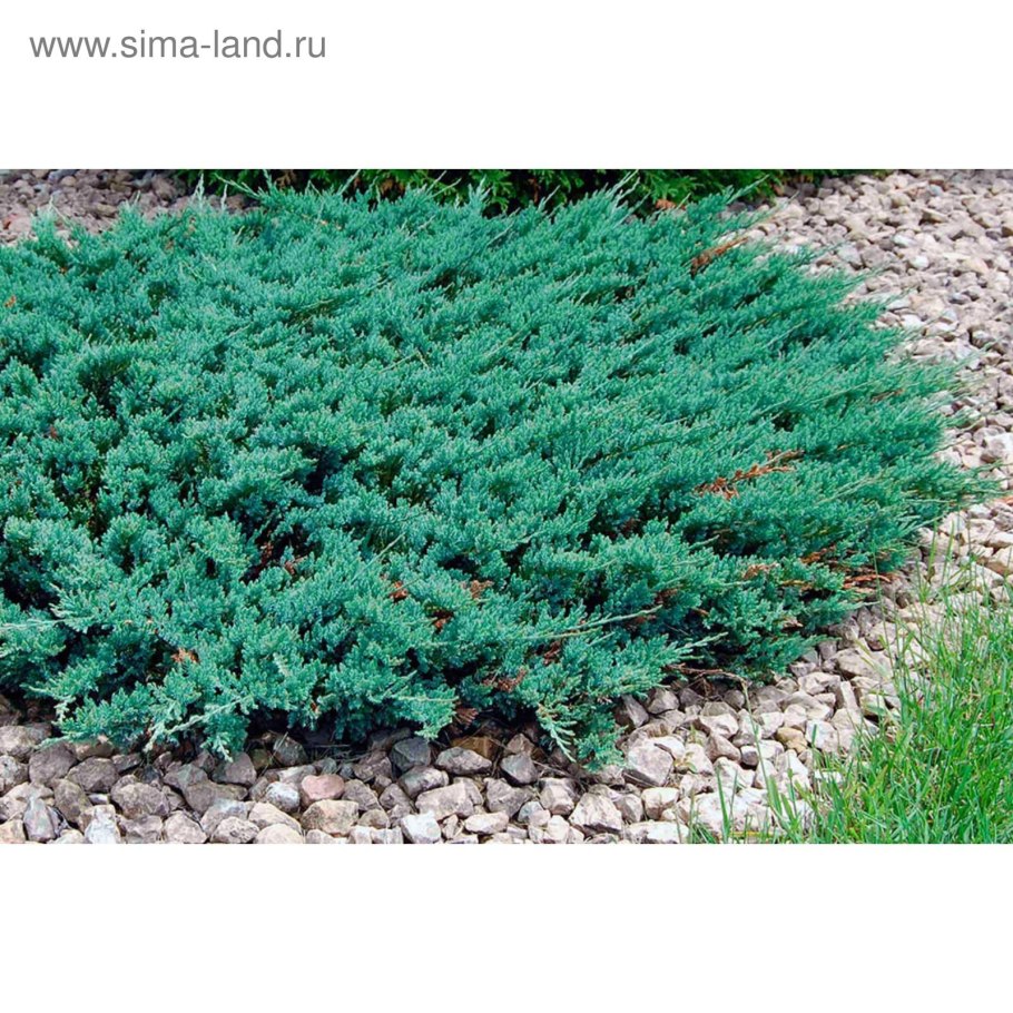 Можжевельник горизонтальный Вилтони