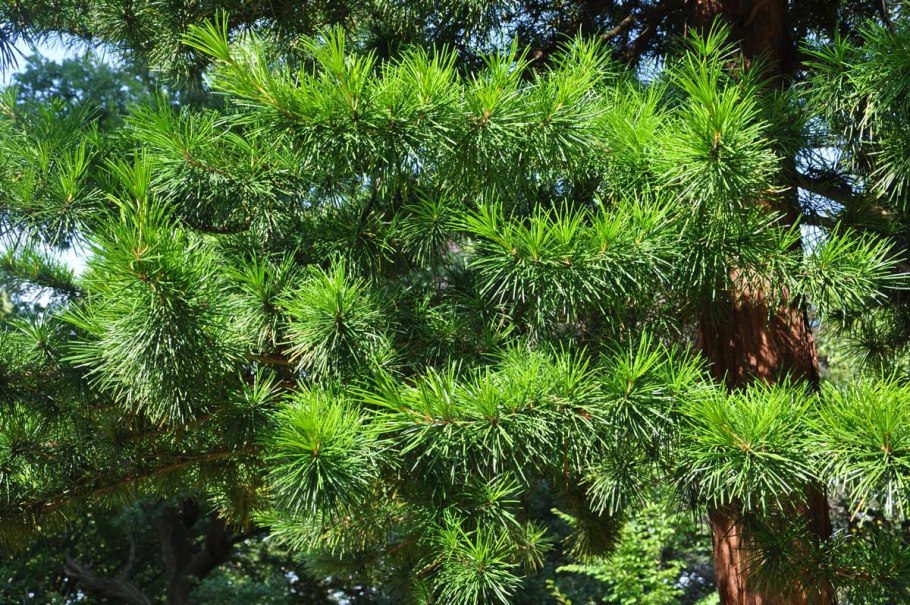 Сциадопитис мутовчатый (Sciadopitys verticillata)