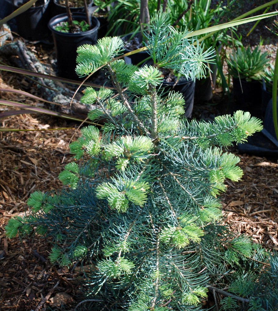 Sciadopitys verticillata 'variegata'