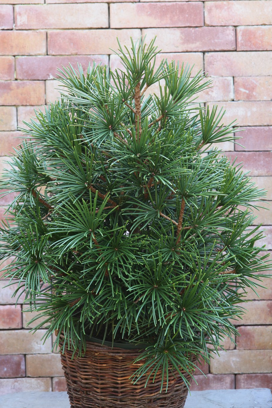 Verticillata сциадопитис
