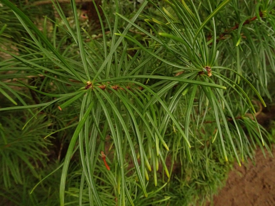 Сциадопитис мутовчатый (Sciadopitys verticillata)