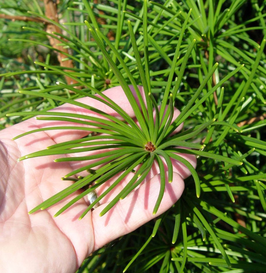 Сциадопитис Sciadopitys verticillata