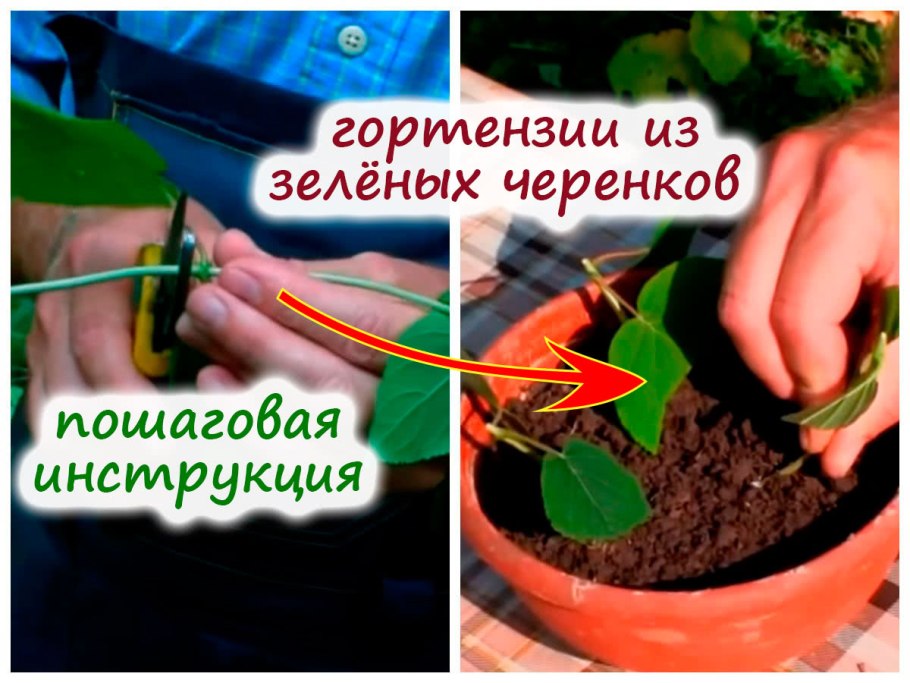 Стеблевые черенки вегетативное размножение