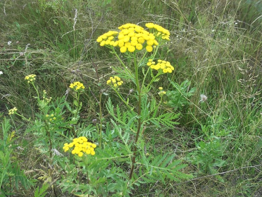 Пижма обыкновенная (Tanacetum vulgare)