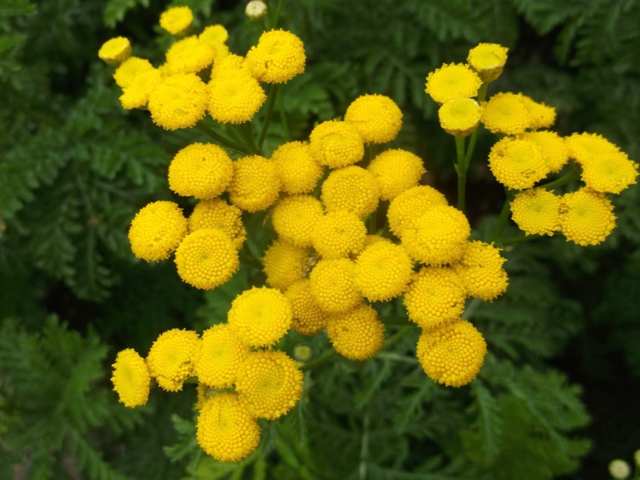 Пижма обыкновенная (Tanacetum vulgare)