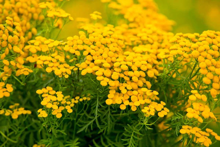Пижма обыкновенная (Tanacetum vulgare l.)