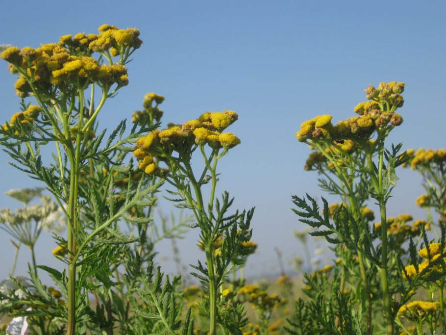 Пижма Хараджана (Tanacetum haradjanii).