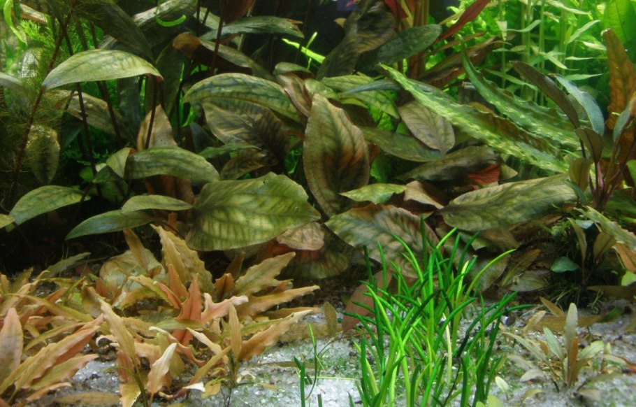 Криптокорина Сиамская