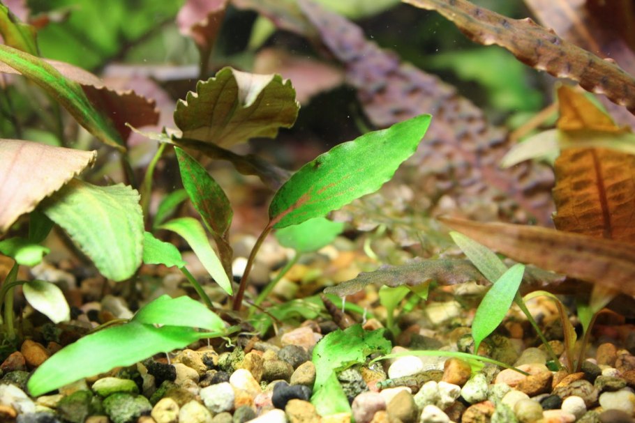 Криптокорина Нура