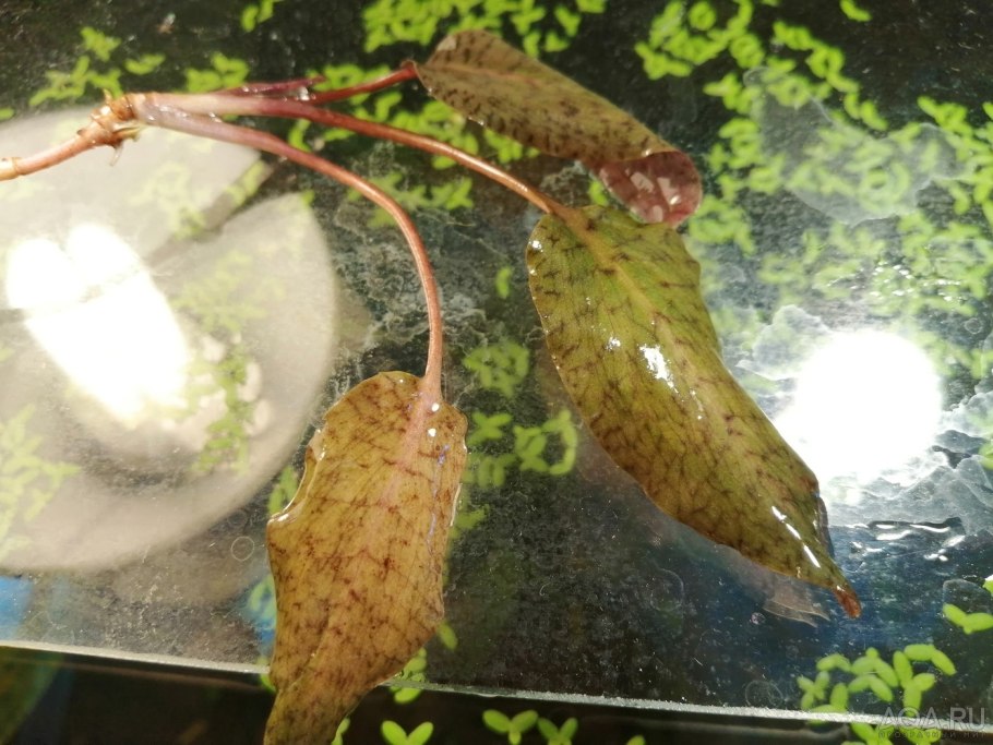 Криптокорина пурпурная