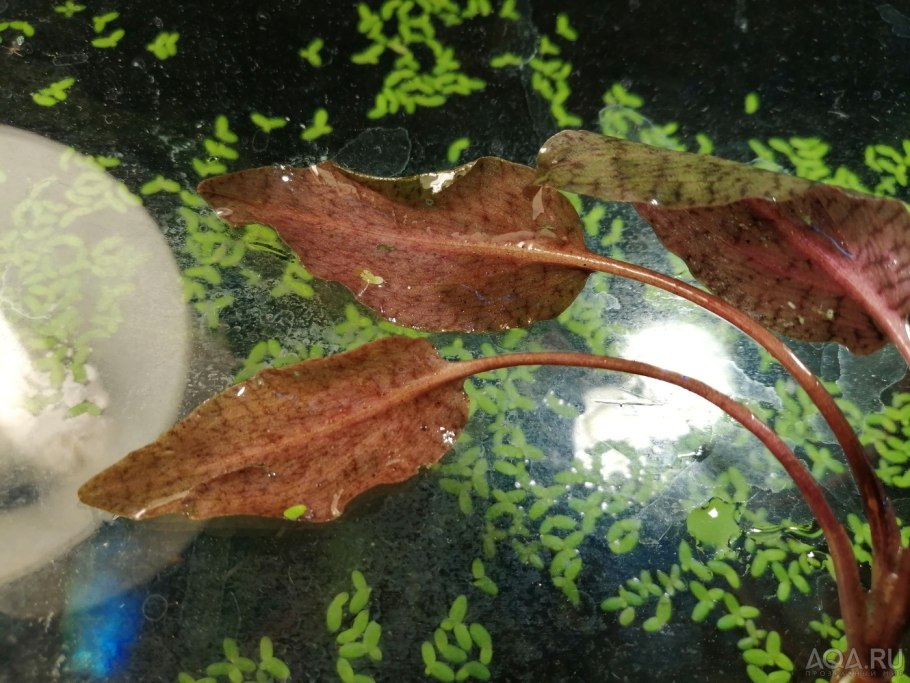 Криптокорина Гриффита