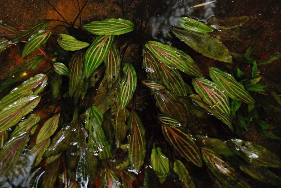 Cryptocoryne undulatus Red 1-2-grow
