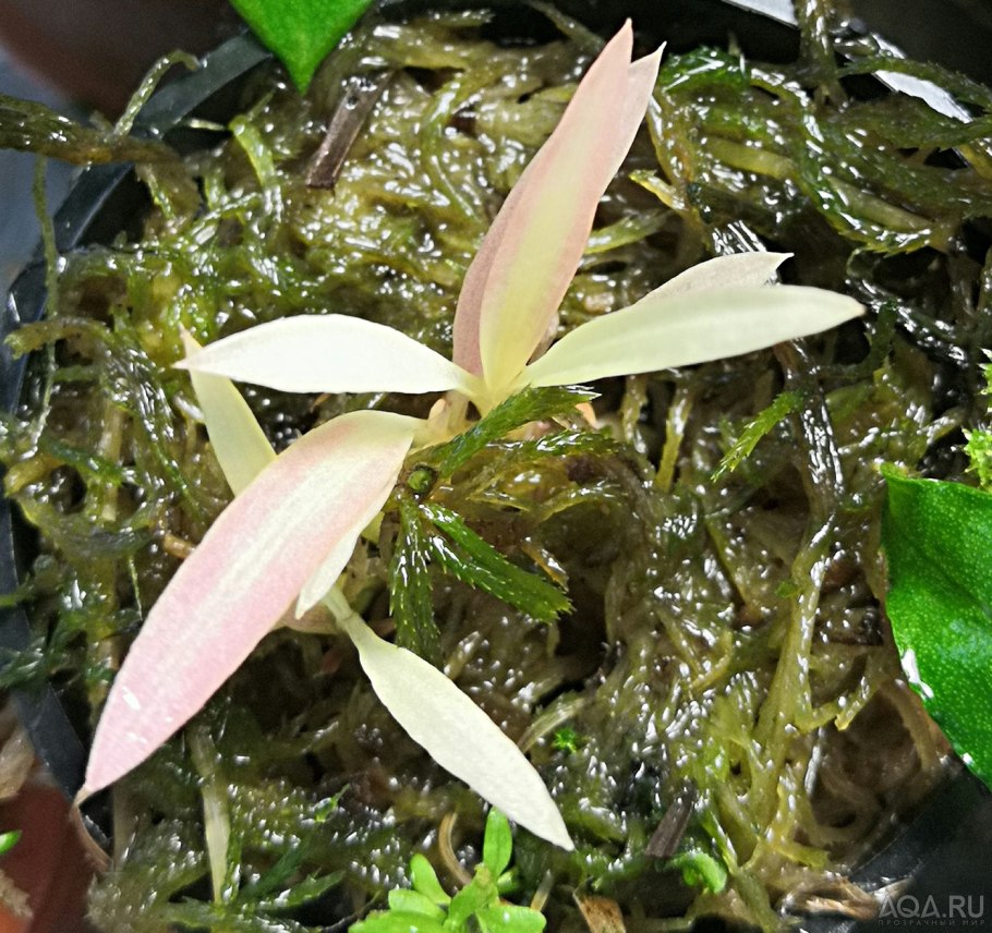 Криптокорина Спиралис ред