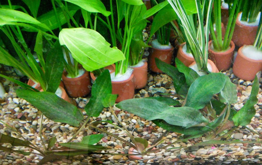 Криптокорина пурпурная