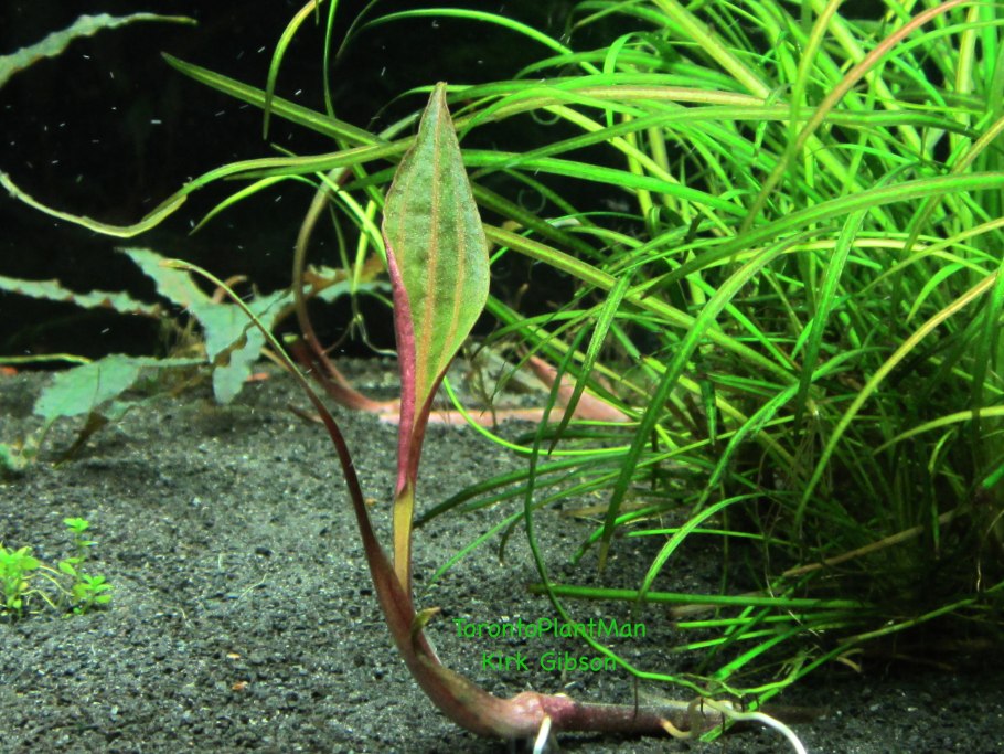 Криптокорина болезни