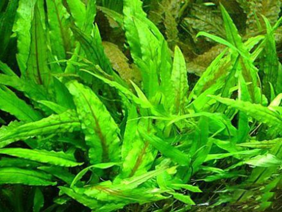 Криптокорина устериана фото