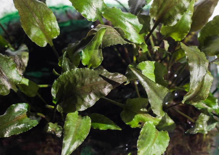 Криптокорина Аксельрода