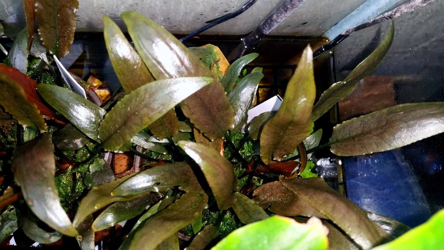 Криптокорина Вендта Браун