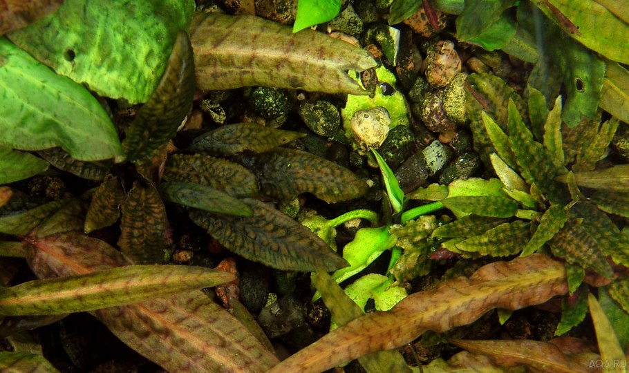 Криптокорина парва