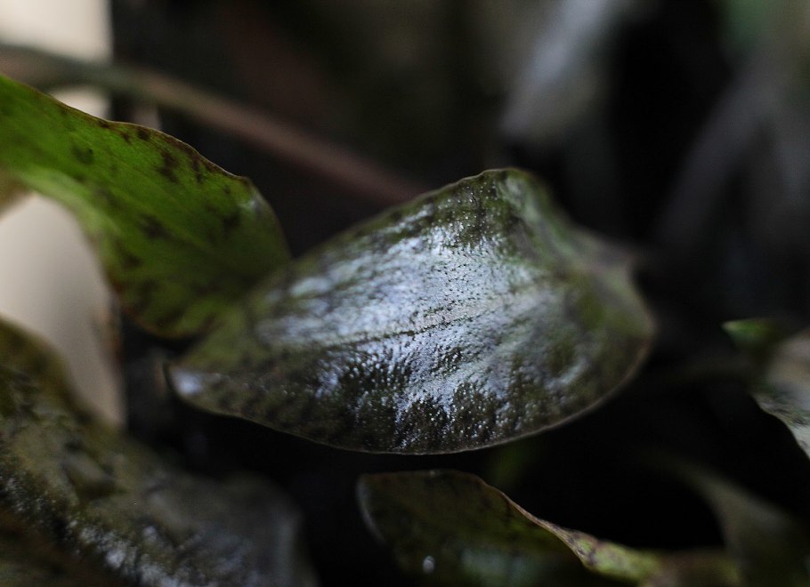 Криптокорина пурпурная Cryptocoryne purpurea