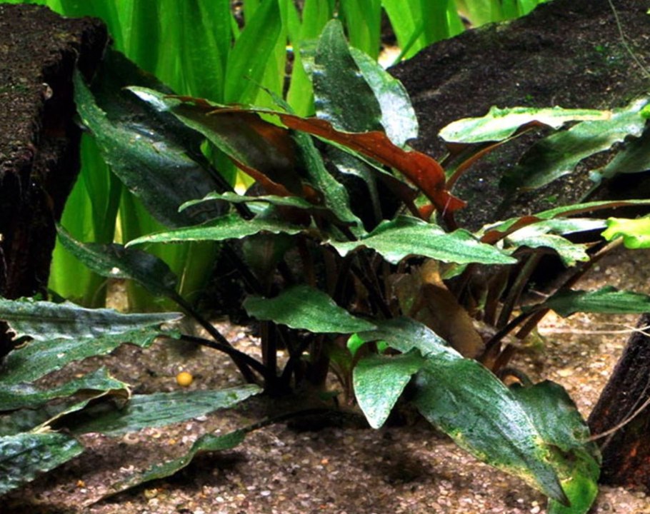 Криптокорина сетчатый