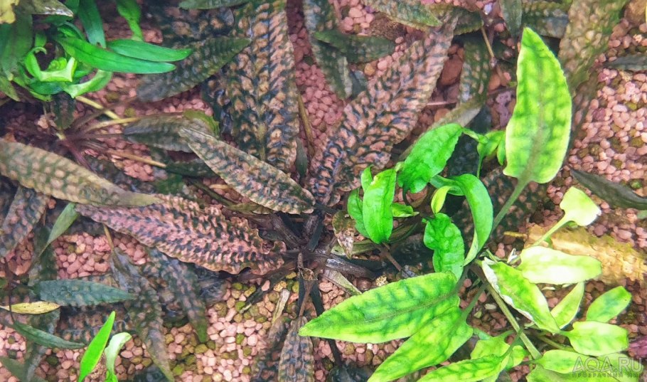 Криптокорина красная