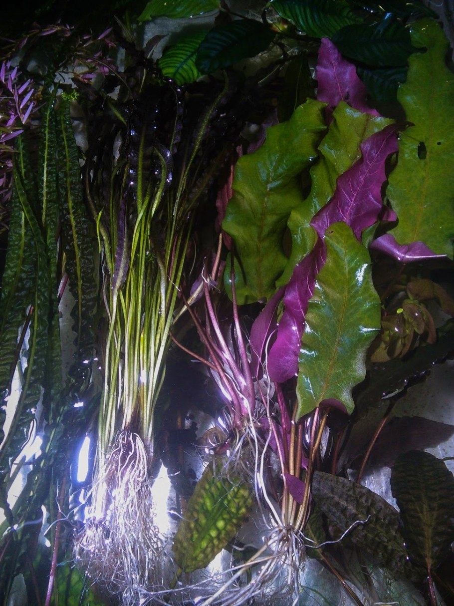 Криптокорина пурпурная Cryptocoryne purpurea