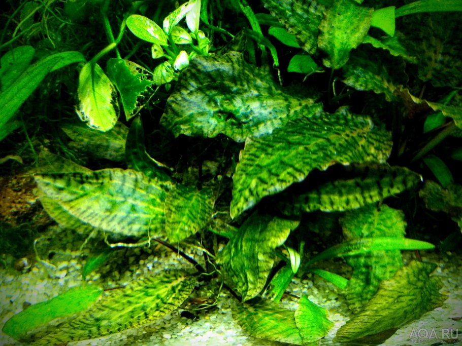 Cryptocoryne matakensis