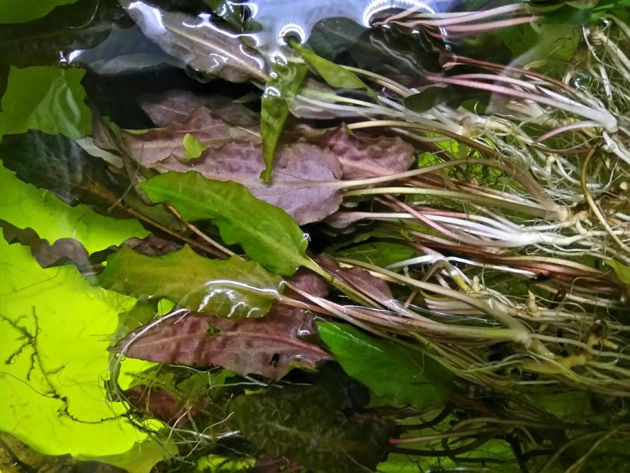 Криптокорина Валкера 'Хоббит'