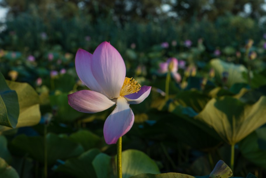 Лотос орехоносный Nelumbo nucifera