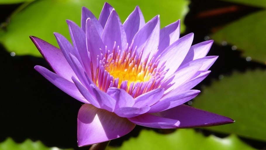 Лотос Nelumbo nucifera