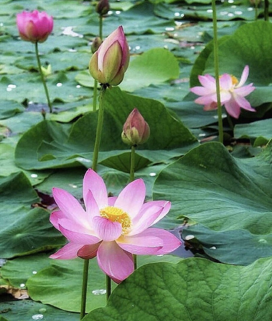 Лотос орехоносный Nelumbo nucifera