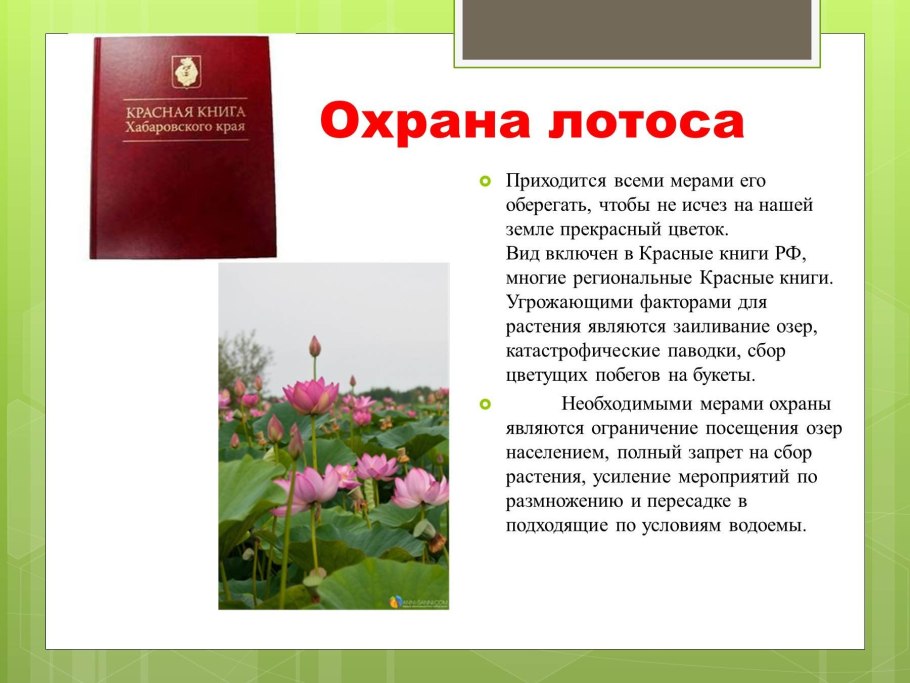 Красная книга России Лотос орехоносный