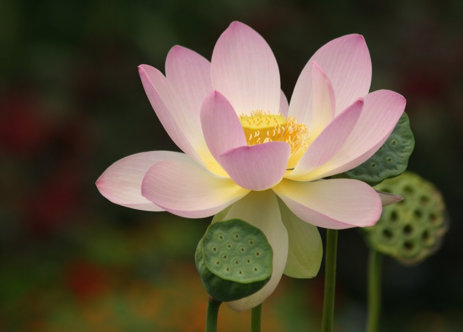 Nymphaea Tetragona