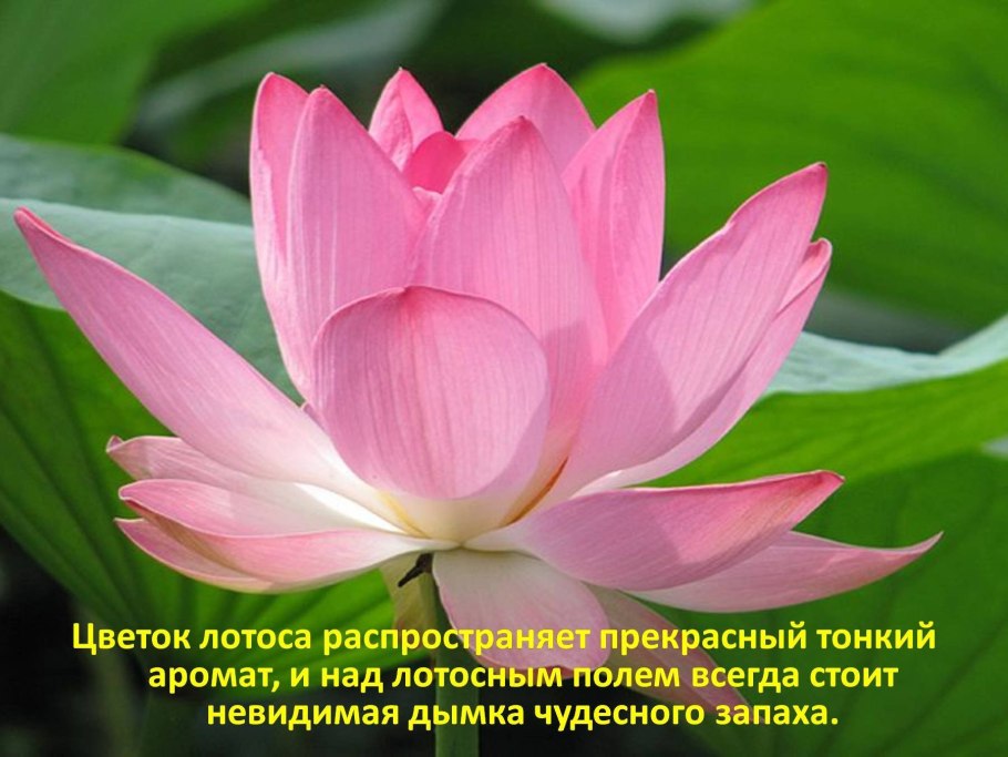 Лотос орехоносный
