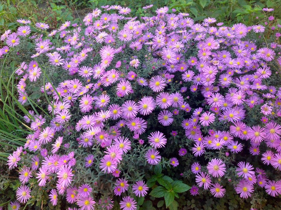 Астра новоанглийская Barrs Pink