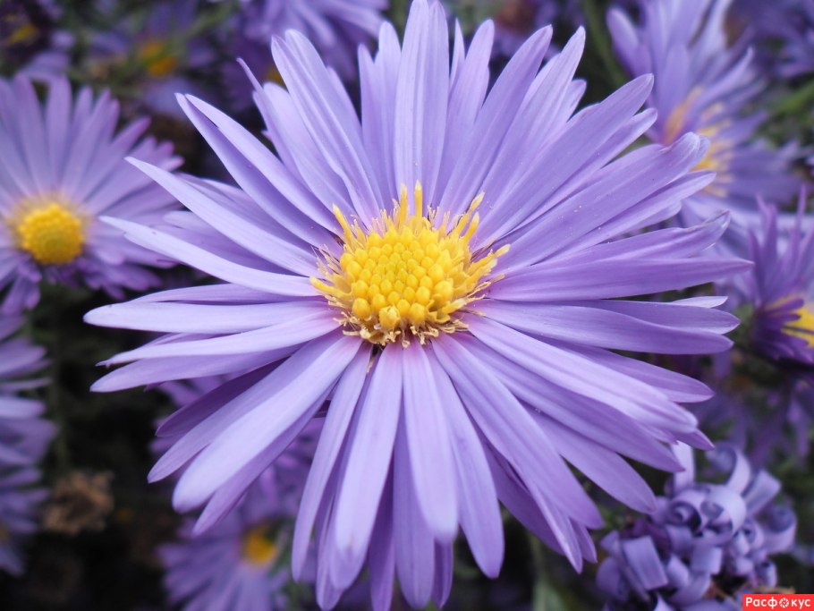 Астра Альпийская (Aster Alpinus)
