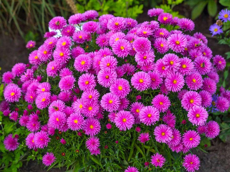 Астра Альпийская (Aster Alpinus) ‘Glory’