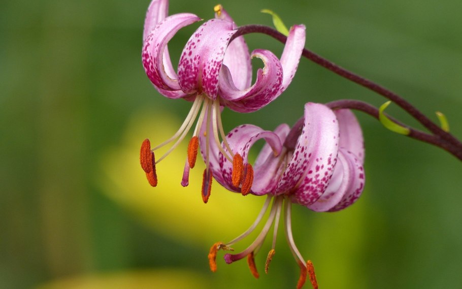 Лилия кудреватая (Lilium martagon)