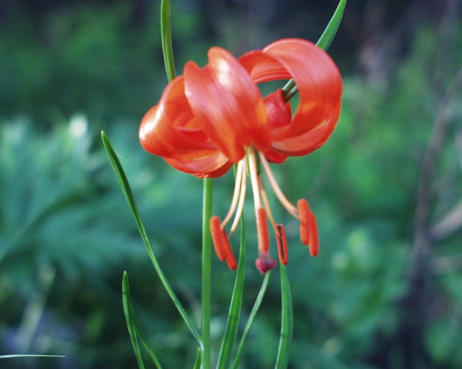 Лилия кудреватая саранка