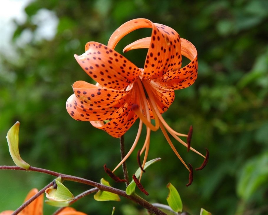 Дикая Лилия саранка