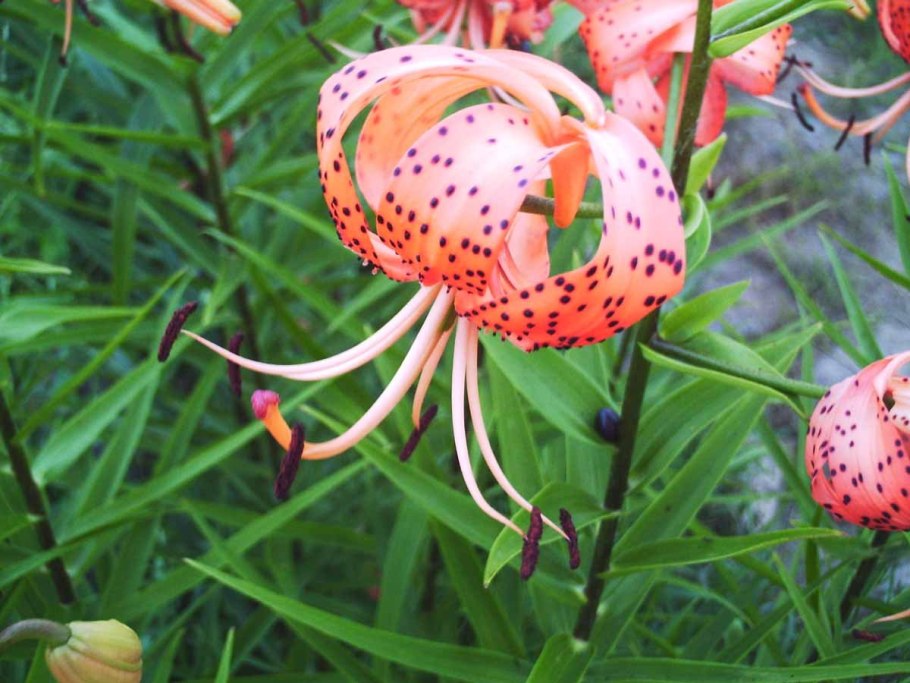 Лилия саранка сибирская