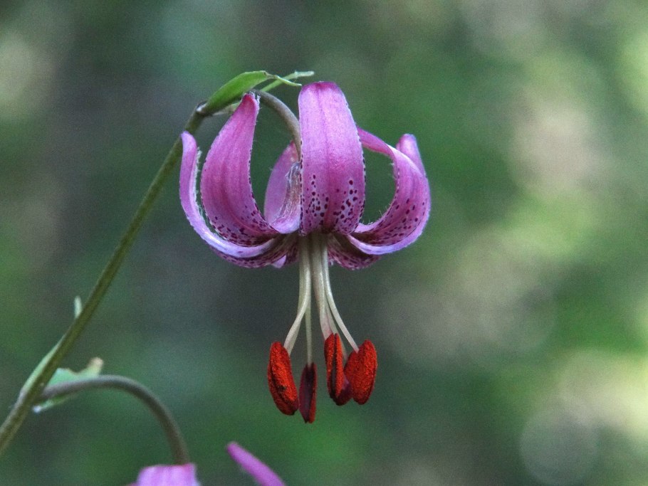 Саранка Байкальская цветок