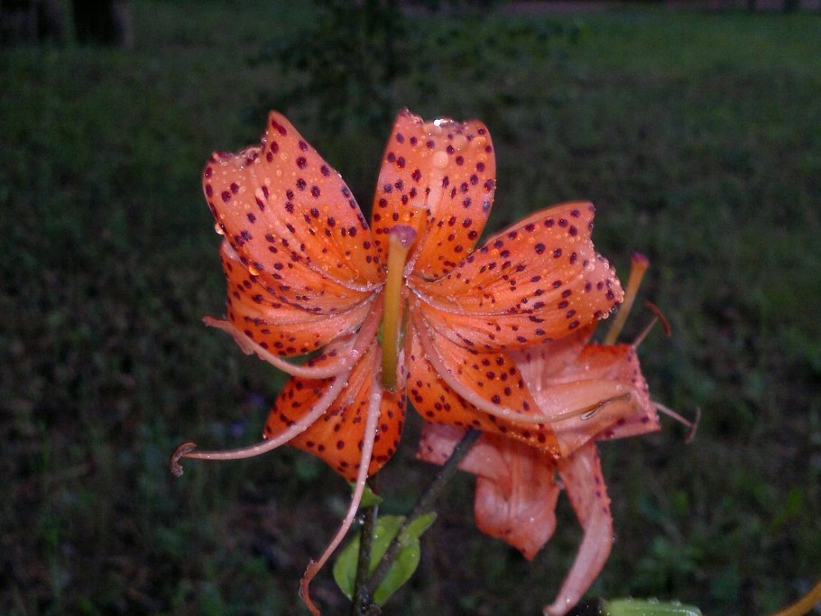 Дикая Лилия саранка