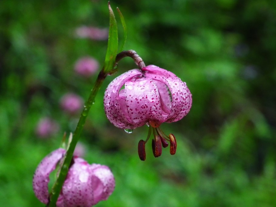 Лесная Лилия саранка