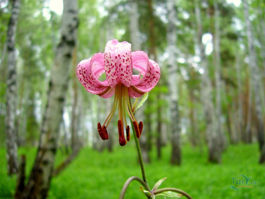 Лесная лилия саранка