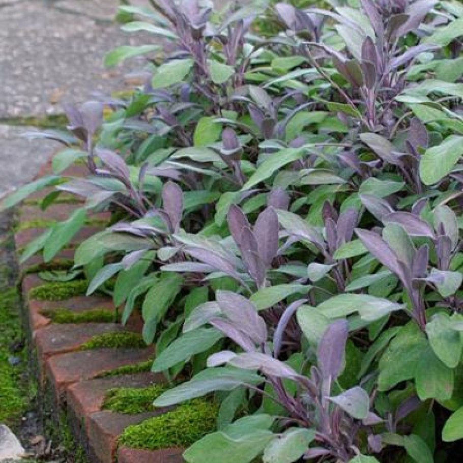 Шалфей Salvia officinalis icterina